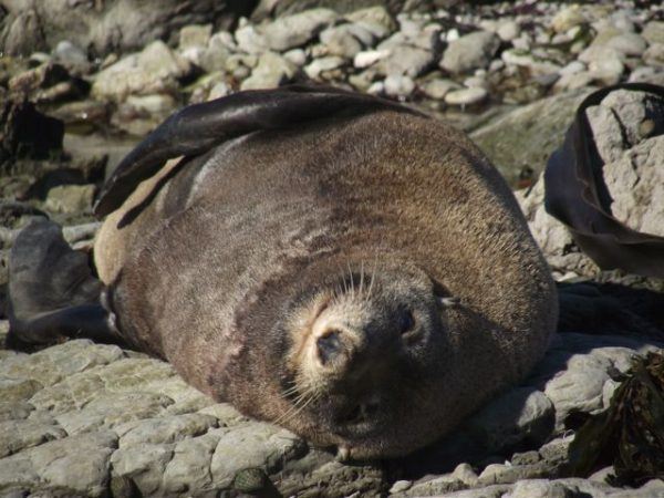 Fur seal in Kaikoura