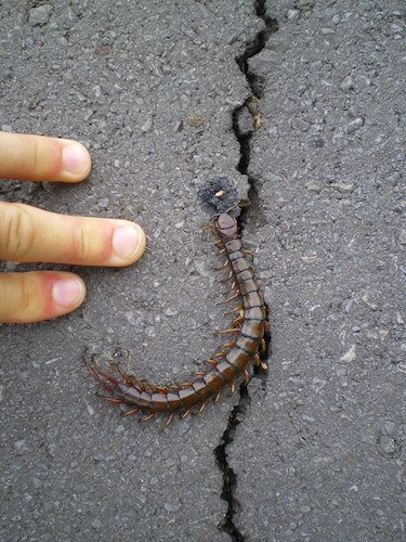 Don't mess with Hawaiian centipedes - they bite!