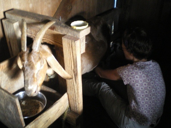 The Professional Hobo milking goats in Hawaii