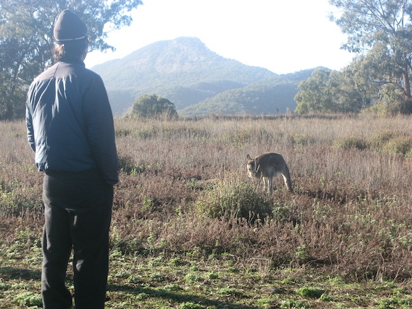 Warrumbungle National Park kangaroo spotting