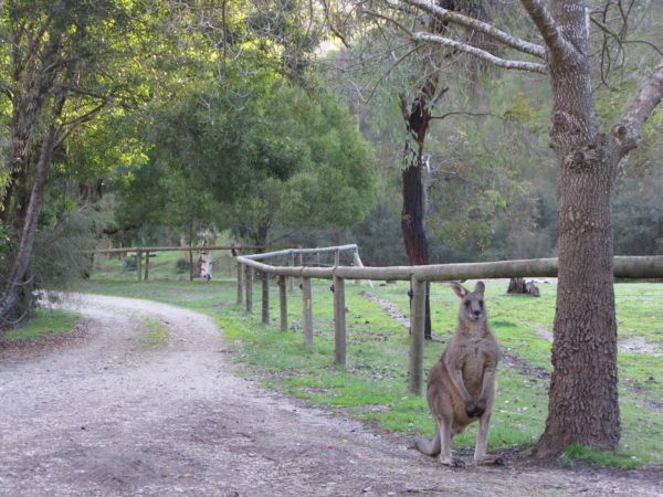 bracken the kangaroo at Kingbilli Country Estates