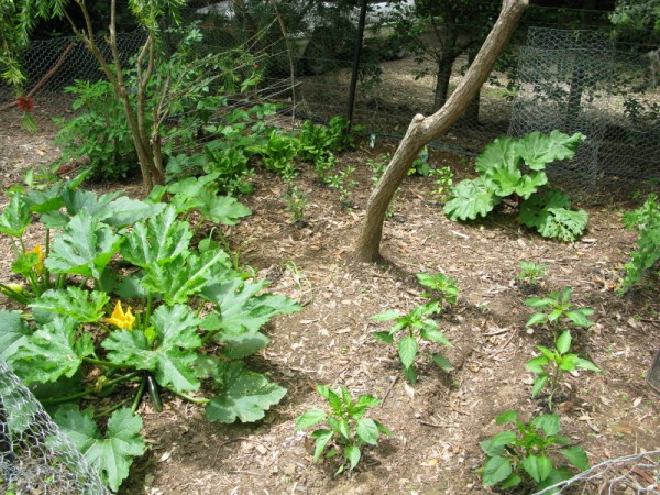 My garden in Australia