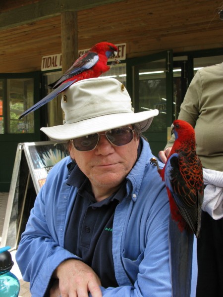 The ubiquitous tame rosellas at Wilson's Prom 