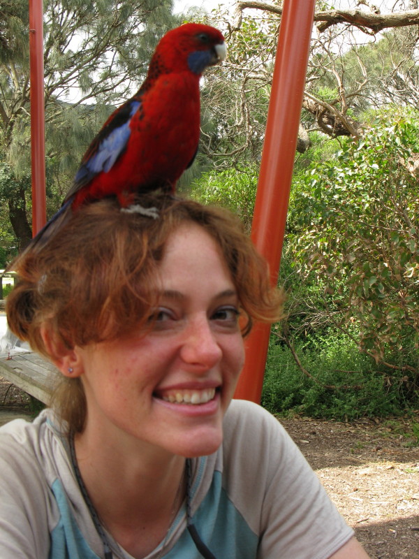 there's a rosella on my head at Wilson's Prom, Australia!