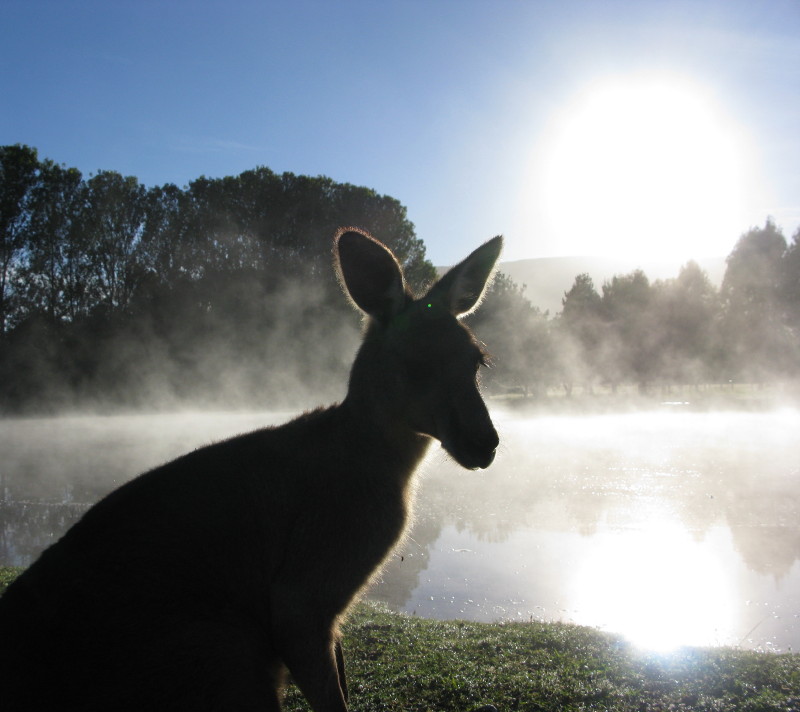 Bracken, our Creepy Kangaroo in Australia