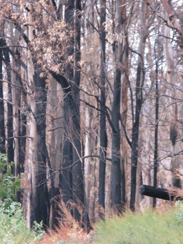 victorian bushfires 2009