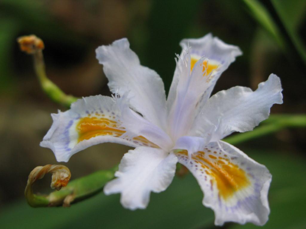 White and yellow flower during Easter Down Under