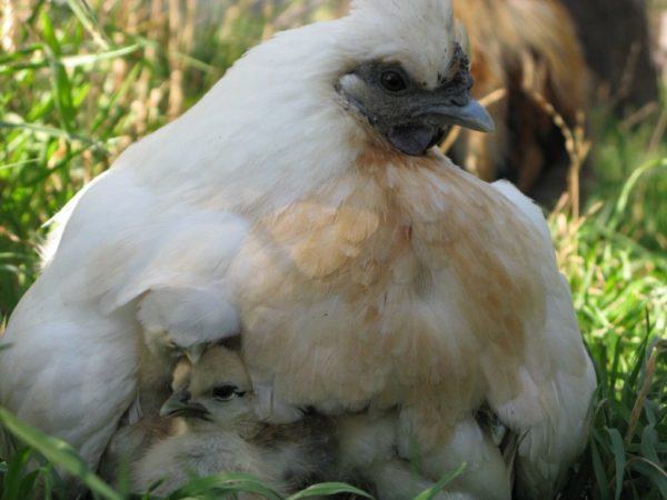 white chicken with chicks