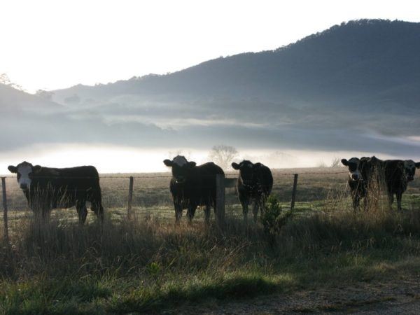 winter fog in Australia behind cows