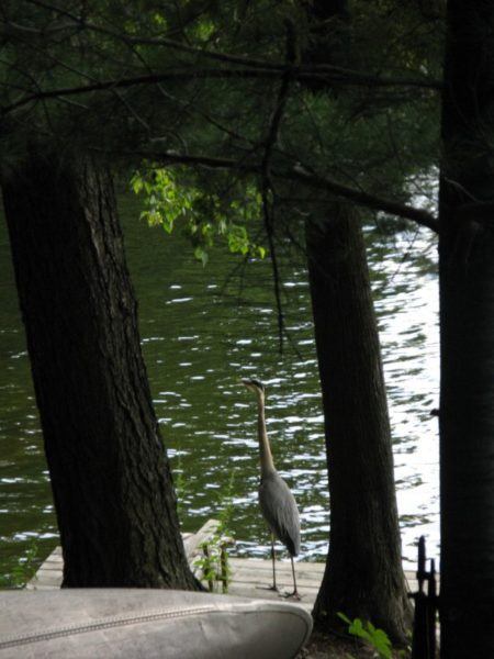 Heron on the dock - one of many Canadian wild animals in Muskoka