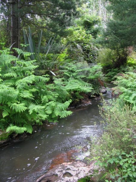 greenery in New Zealand