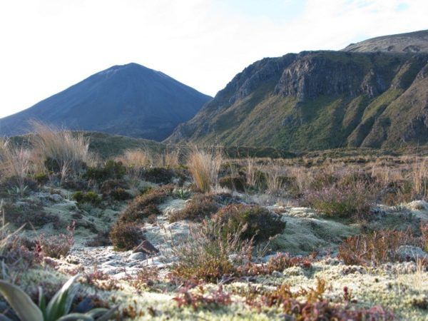 flora and lanscapes at Tongariro New Zealand