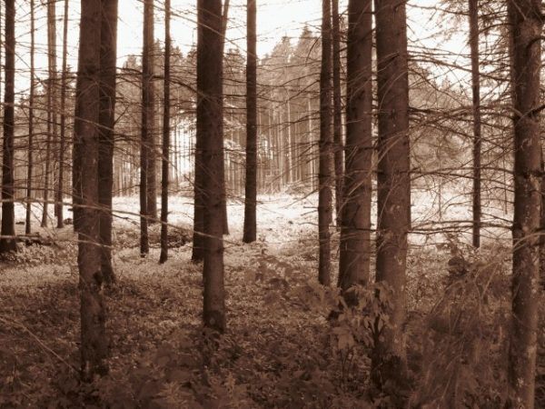 tall trees in the Black Forest