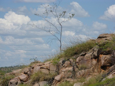 lone tree in Katherine Australia