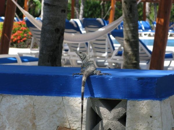 Mexico iguana