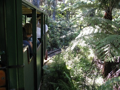 there's not much room between the side of the train and the dense foliage
