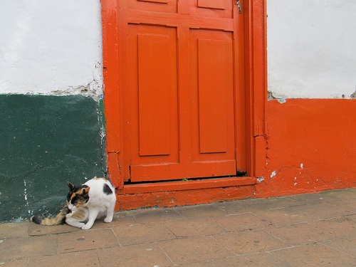 cat in front of doorway