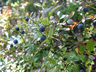 wild blueberries in northern Sweden