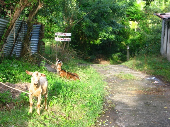 goats in Grenada