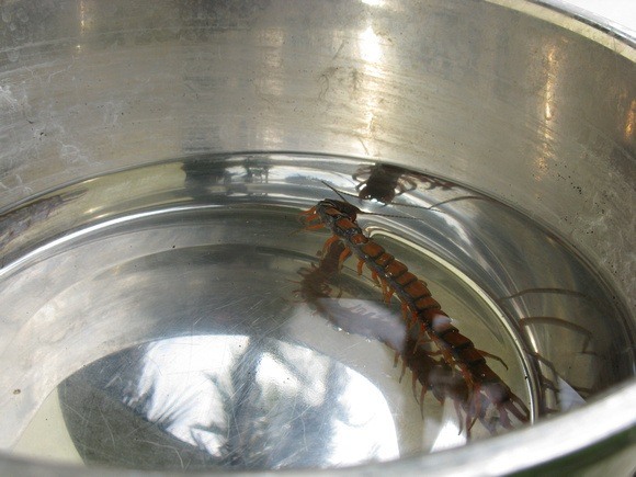 Grenada centipede in a water bowl