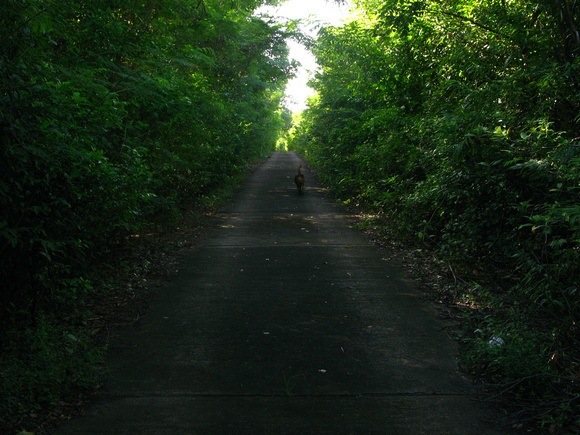 driving in Grenada