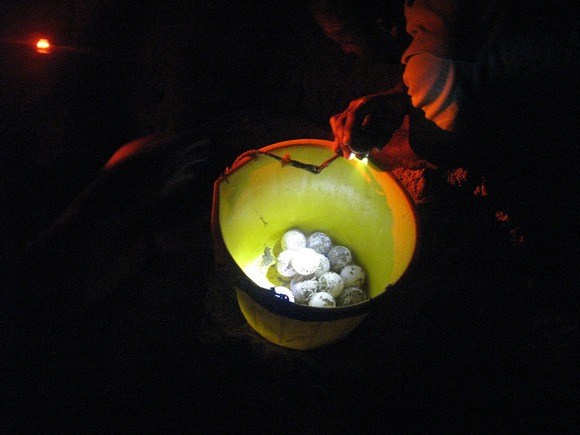 collecting turtle eggs while turtle volunteering in Grenada