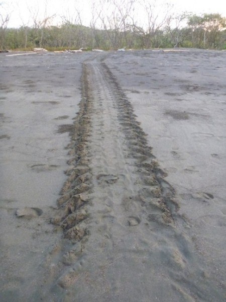 Olive Ridley tracks