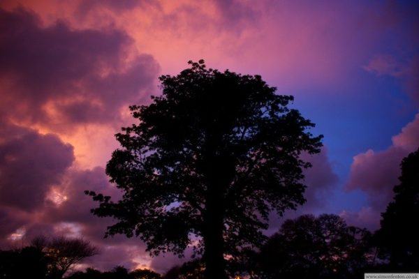 African sunset with a Baobab tree silhouetted in front of a pink and purple sky