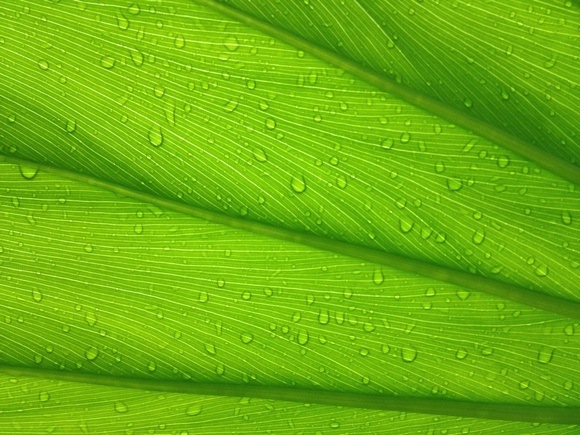 green broad leaf with water droplets