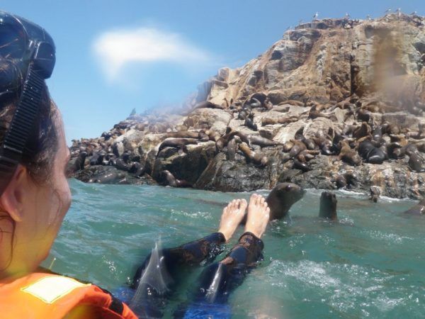 Srah Howell surfing in Peru with seals in the water