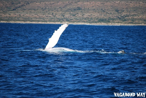 humpback whale fin sticking out of the water