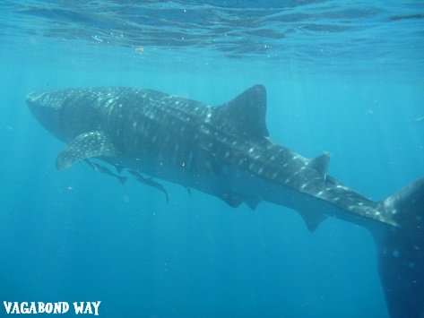 whale shark sized