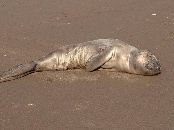 seal sleeping on the beach