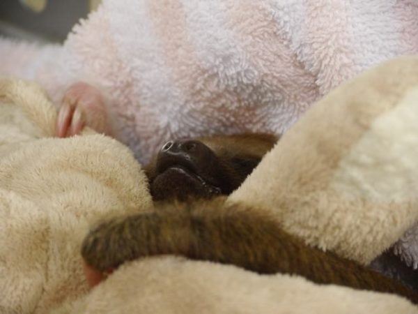 rescued baby Sloth