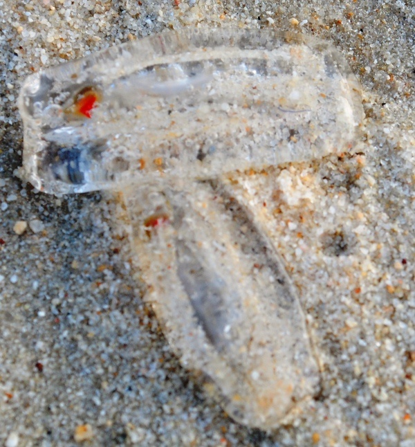 Jellyfish on the beach