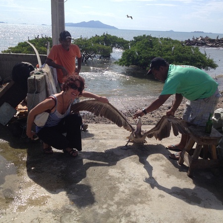 capturing and banding a pelican in Panama