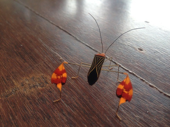 beautiful orange and red bug in Panama