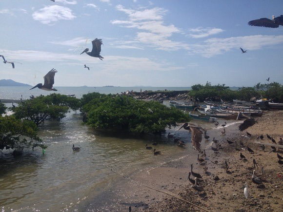 Pelicans in Panama