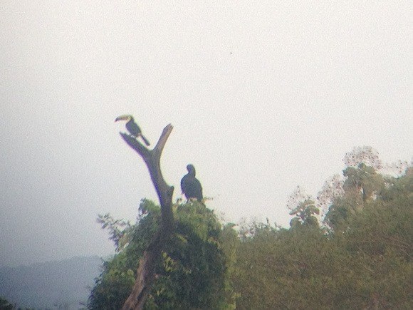 Toucans in Panama; my fav part of Panama's wildlife