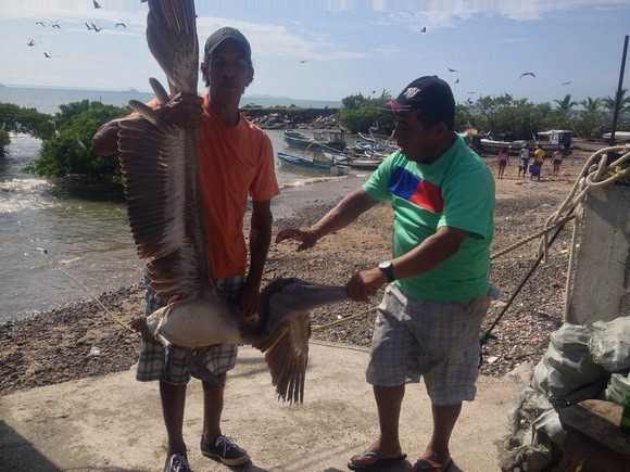 tagging a pelican in Panama