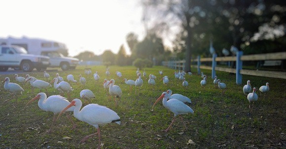 white birds on the grass