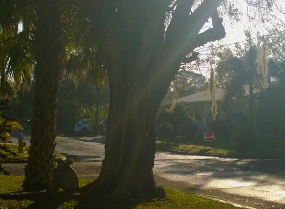 old tree with spanish moss