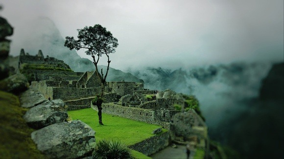 lone tree in Machu Picchu