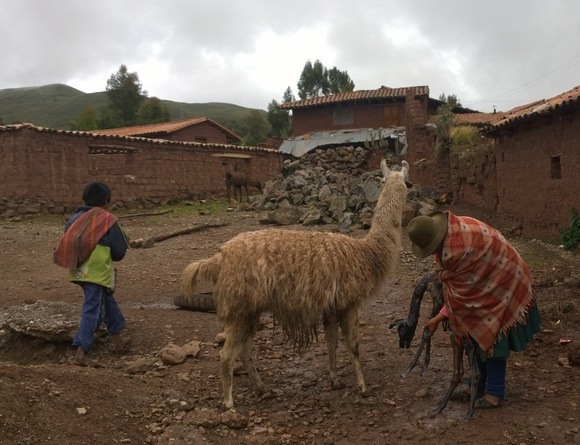 Peruvian woman cleaning off a newborn llama in peru