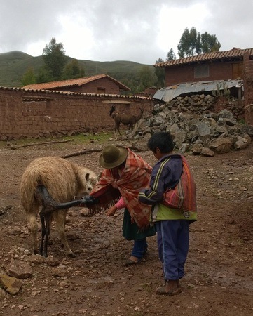 Peruvian mother and son birthing llamas!