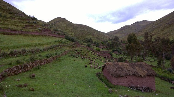 view of Puca Marca Inca ruins with llamas in background