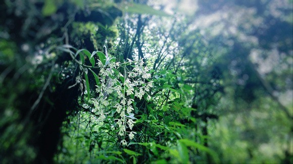 beautiful white flowers in the Peruvian cloud forest