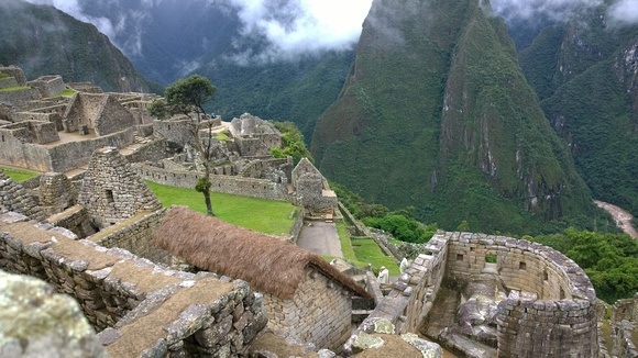A tree in the middle of the ancient citadel of Machu Picchu