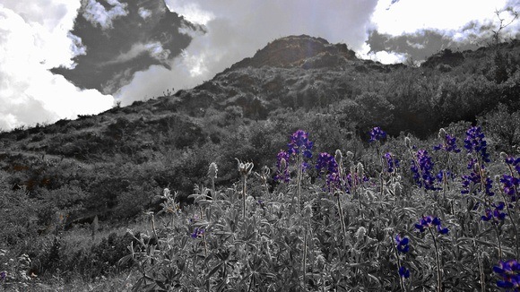 purple flowers with mountain behind