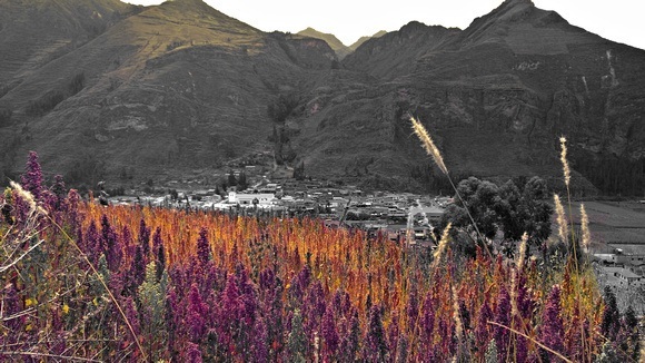 colourful quinoa growing in the Sacred Valley of Peru
